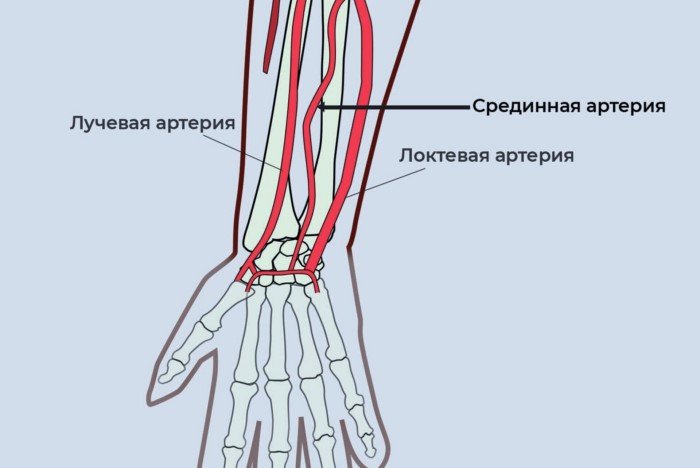 Продолжает ли человек эволюционировать и как мы будем выглядеть в будущем