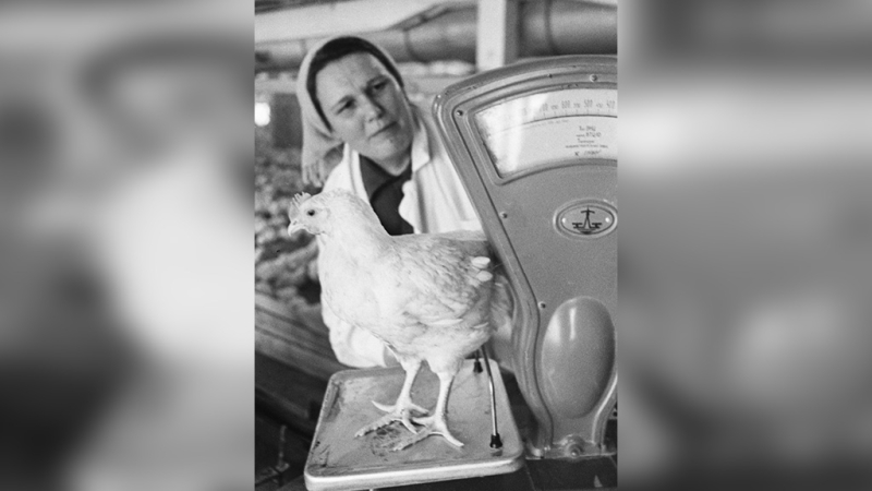 Жизнь и работа советских женщин на живых фотографиях того времени