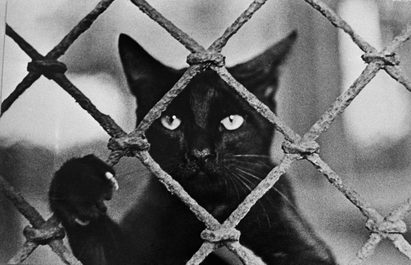 10 архивных фото котов из СССР, которые докажут, что любовь к этим милахам не знает границ и времени