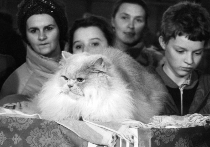 10 архивных фото котов из СССР, которые докажут, что любовь к этим милахам не знает границ и времени